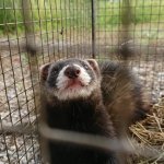 La puzzola ospitata lo scorso giugno al Centro Recupero Animali Selvatici di Bernezzo 